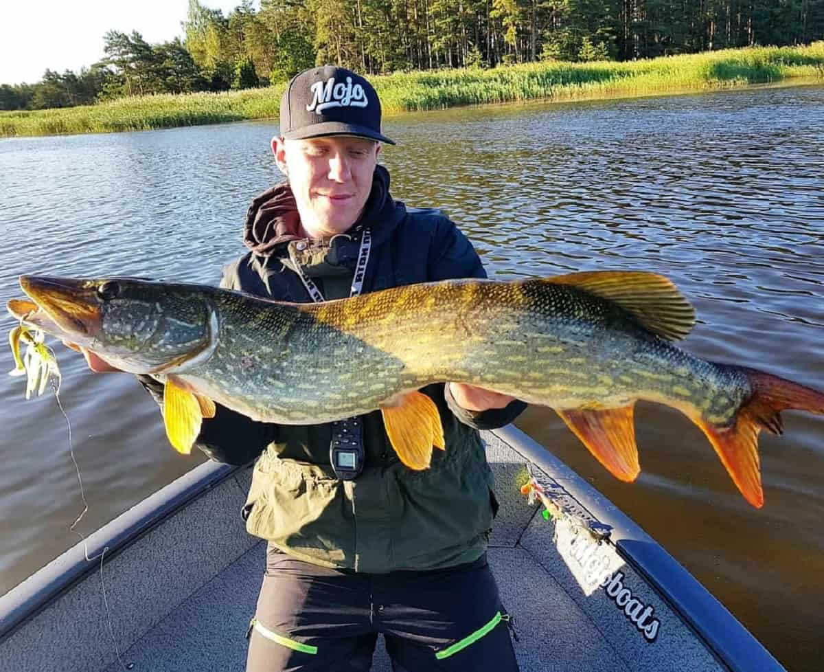 ein schwedischer angler mit einem Schärenhecht inder Ostsee