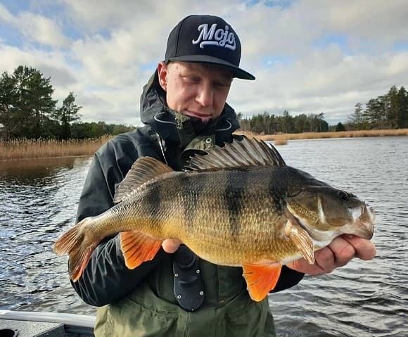 ein schwedischer angler aus kalmar mit einem megabarsch