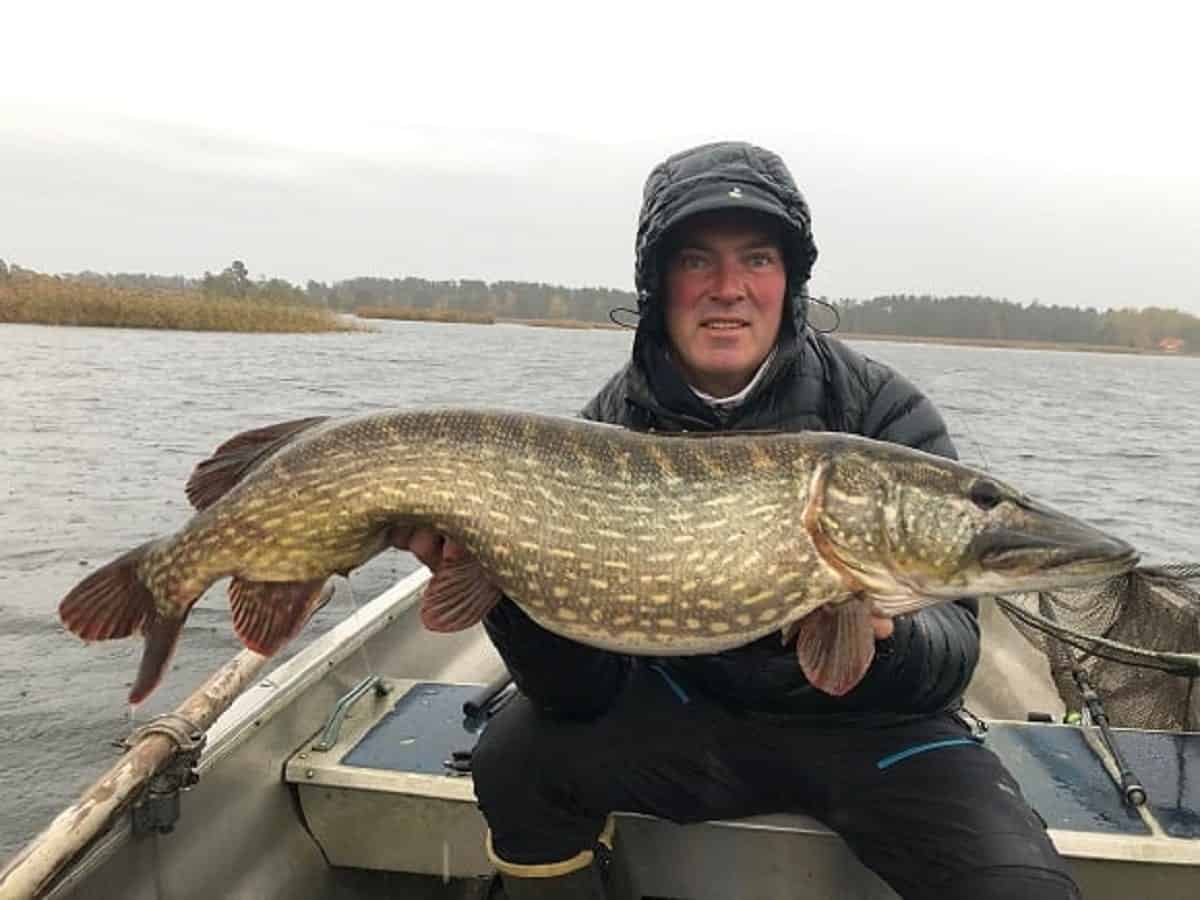 a swedish angler on a boat with a big smaland pike from the Kalmar Strait