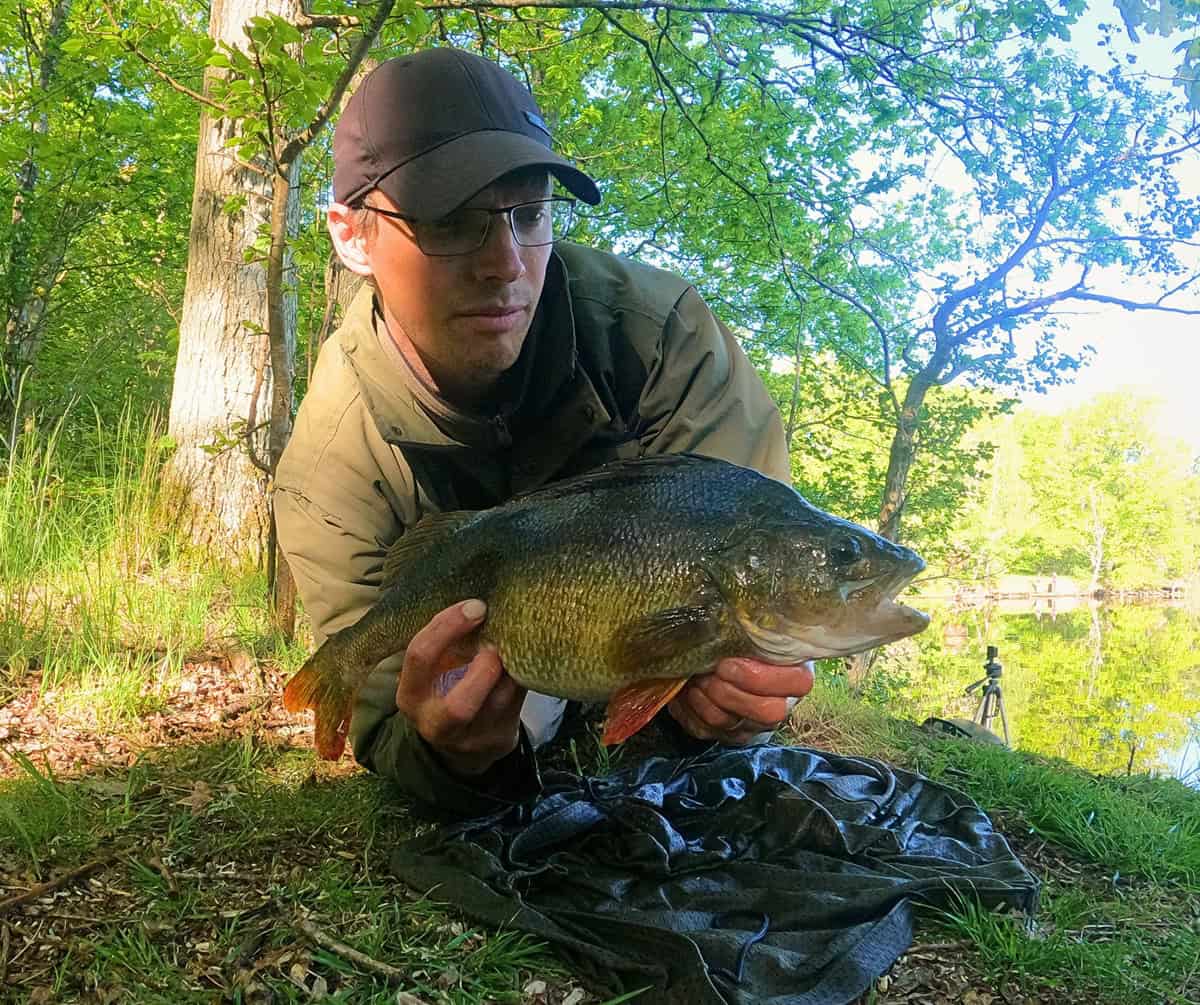 fiska abborre i kalmar